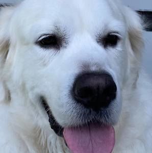 Meet your Posher, Roland